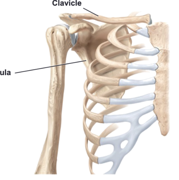 <p>Pectoral girdle</p>
