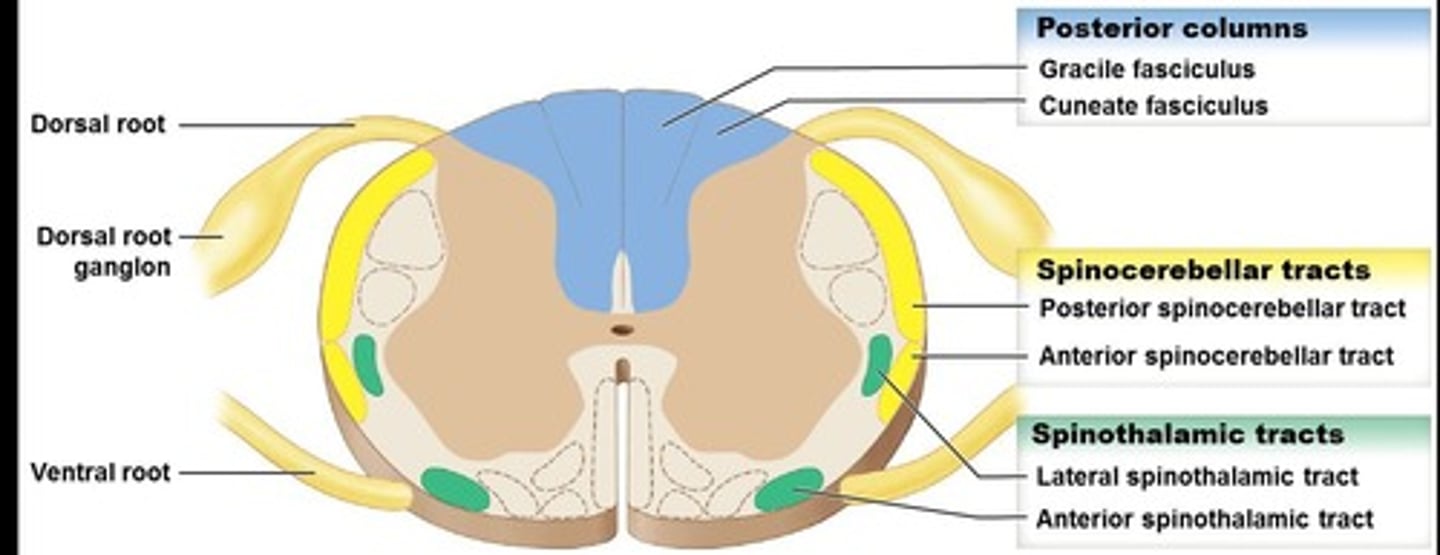 <p>Motor tract that delivers information to the periphery.</p>