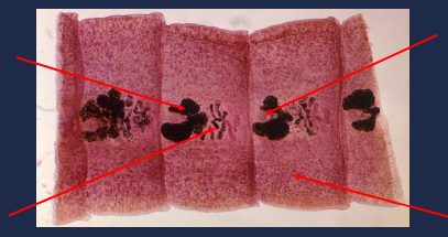 State the name of the upper left portion of the picture.