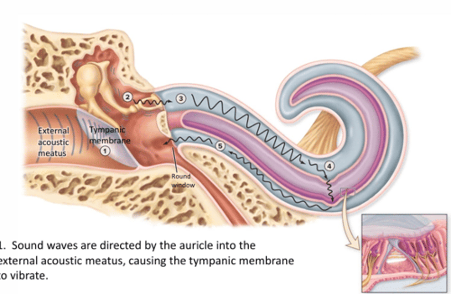 <p>1. Sound waves are directed by the auricle into the external acoustic meatus, causing the tympanic membrane to vibrate</p>