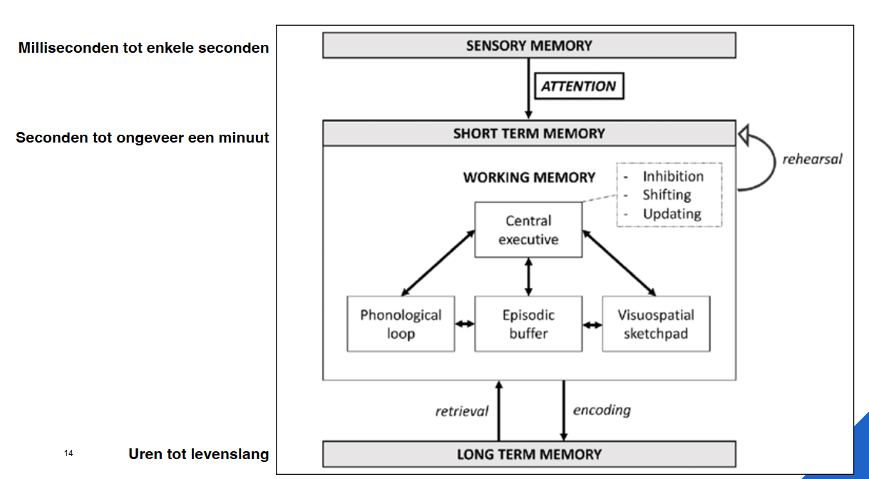 <ol><li><p>tijdsduur van opslag</p></li><li><p>aard van opgeslagen informatie</p></li></ol><p>→ deze processen worden door verschillende delen van hersenen aangestuurd</p><p></p>