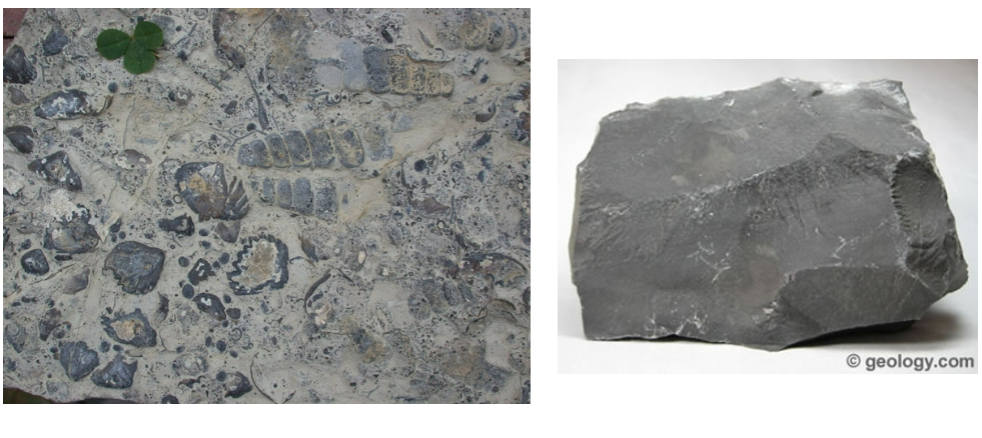 <p>fossiliferous, muddy</p>