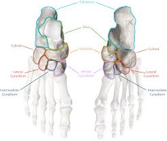 <ul><li><p><strong>short bones</strong> located in the <strong>ankle </strong>and<strong> heel </strong></p></li></ul><p></p>