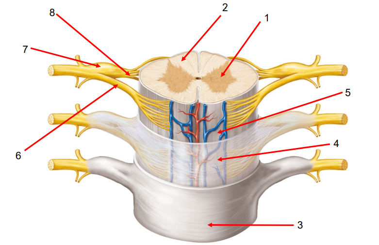 <p>Name and Describe the Spinal Cord:</p>