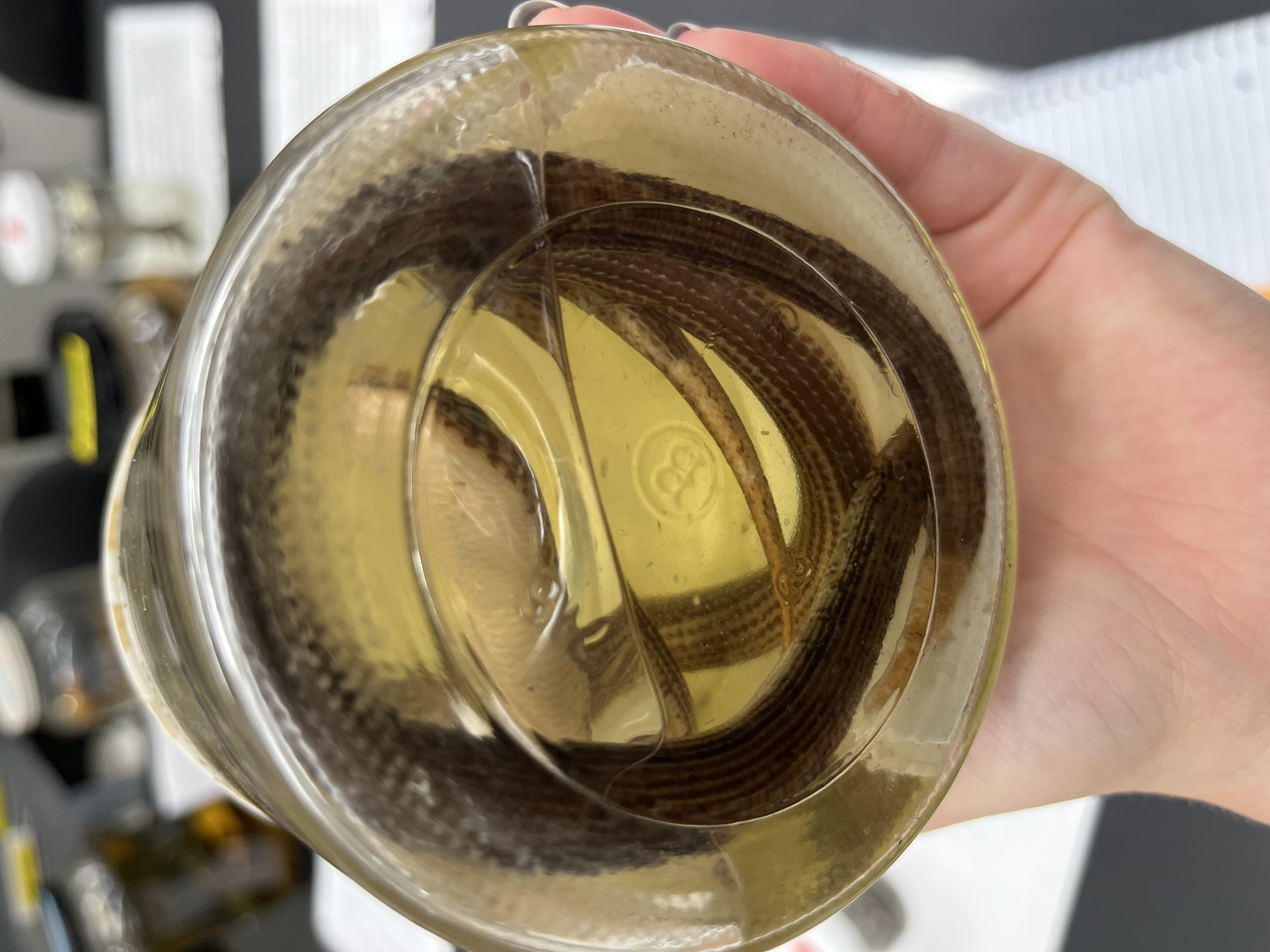 <ul><li><p>long</p></li><li><p>medium size</p></li><li><p>black </p></li><li><p>no arms</p></li><li><p>brown lines</p></li><li><p>white tail</p></li></ul><p></p>