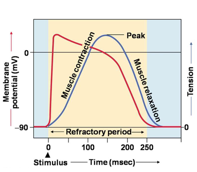 <p>The cardiac contractile cell AP lat for almost as long as the concentration and relaxation, but if you want to fire another action potential in a close successionā¦</p>