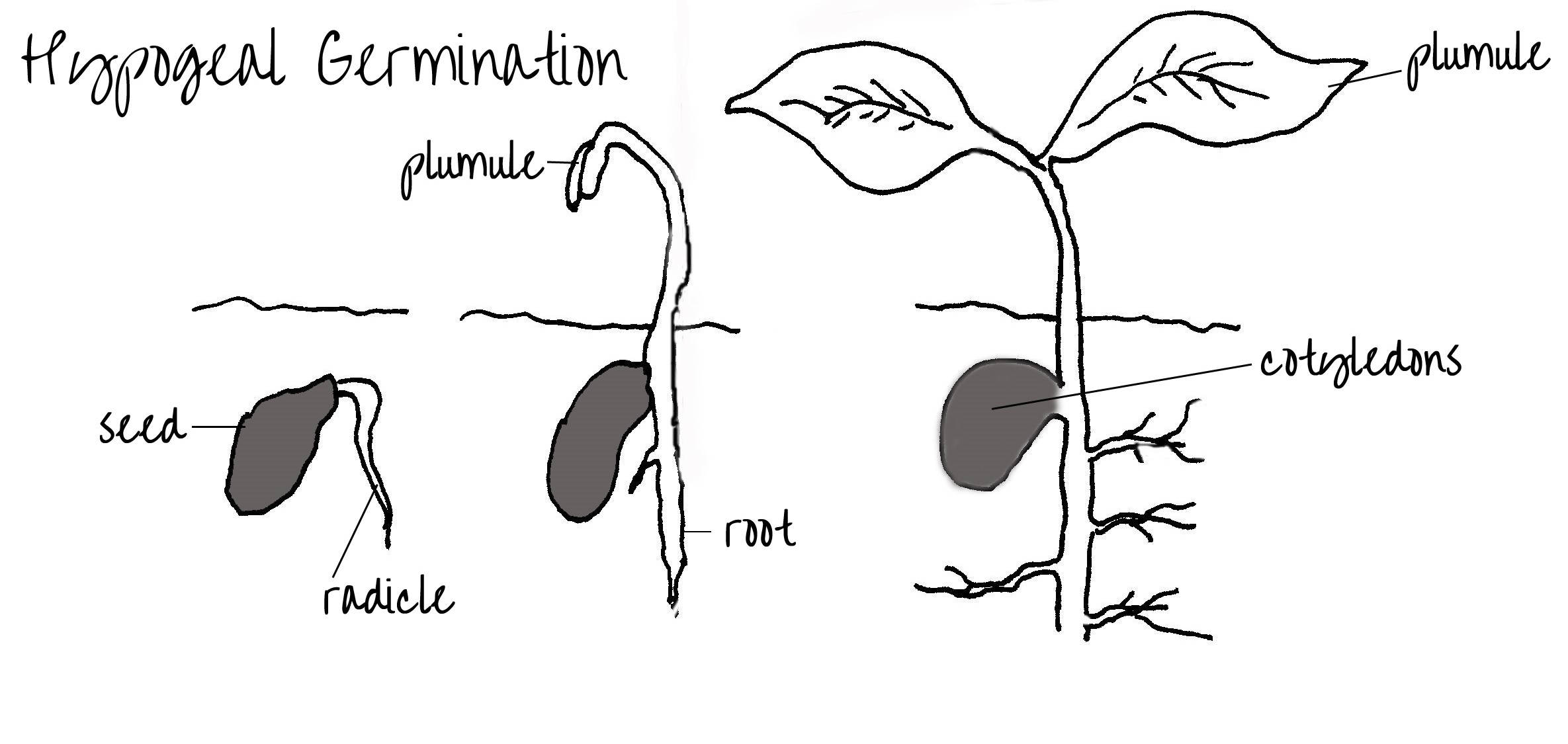 <p>Hypocotyl remains short and the <span>cotyledons</span> do not emerge from the seed but rather force the <span>radicle</span> and <span>epicotyl</span> axis to elongate out of the seed coat </p>