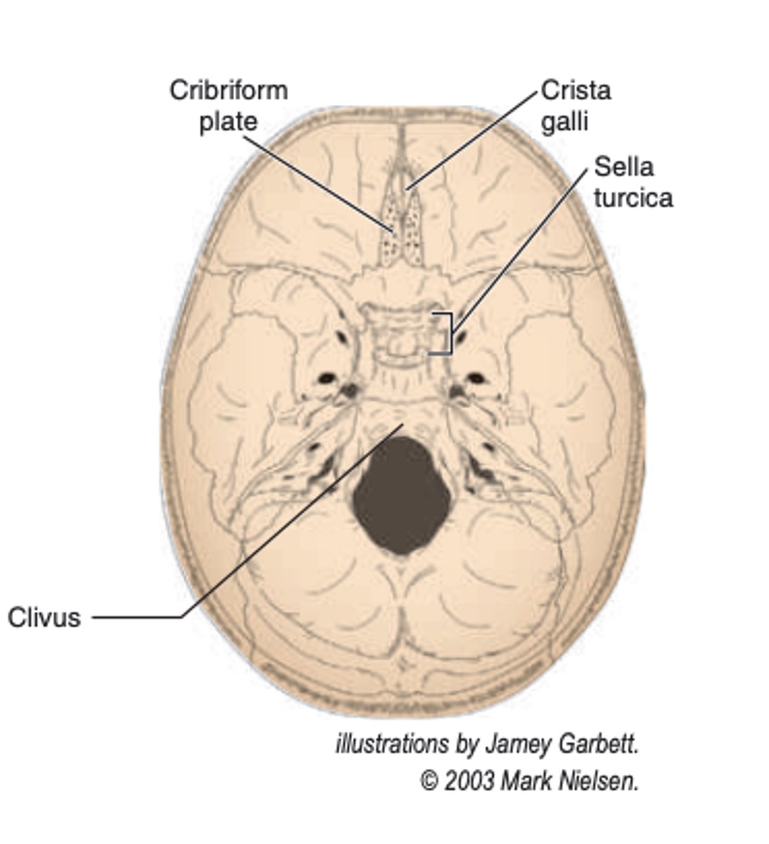<p>-horizontal plate</p><p>-forms the ANTERIOR aspect of the cranium</p><p>-has numerous FORAMINA for the passage of nerve fibers</p>