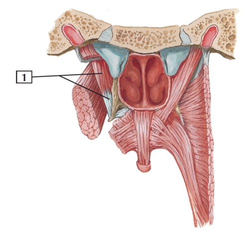pulls velum toward side
