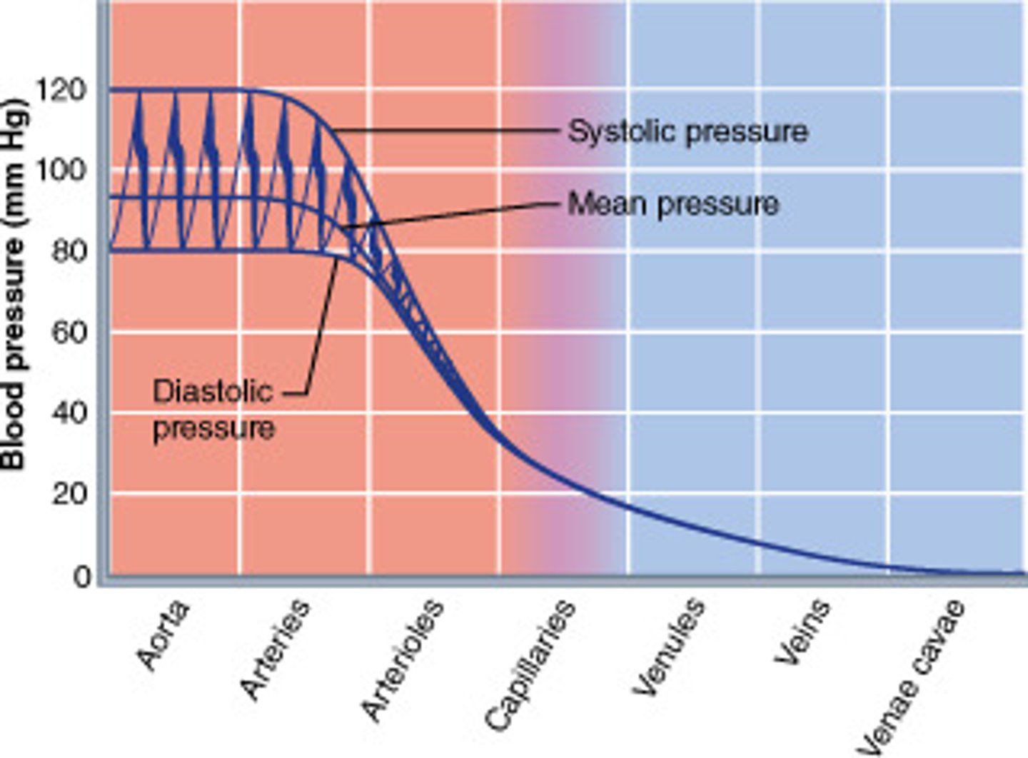 <p>Force that blood exerts on the walls of blood vessels</p>