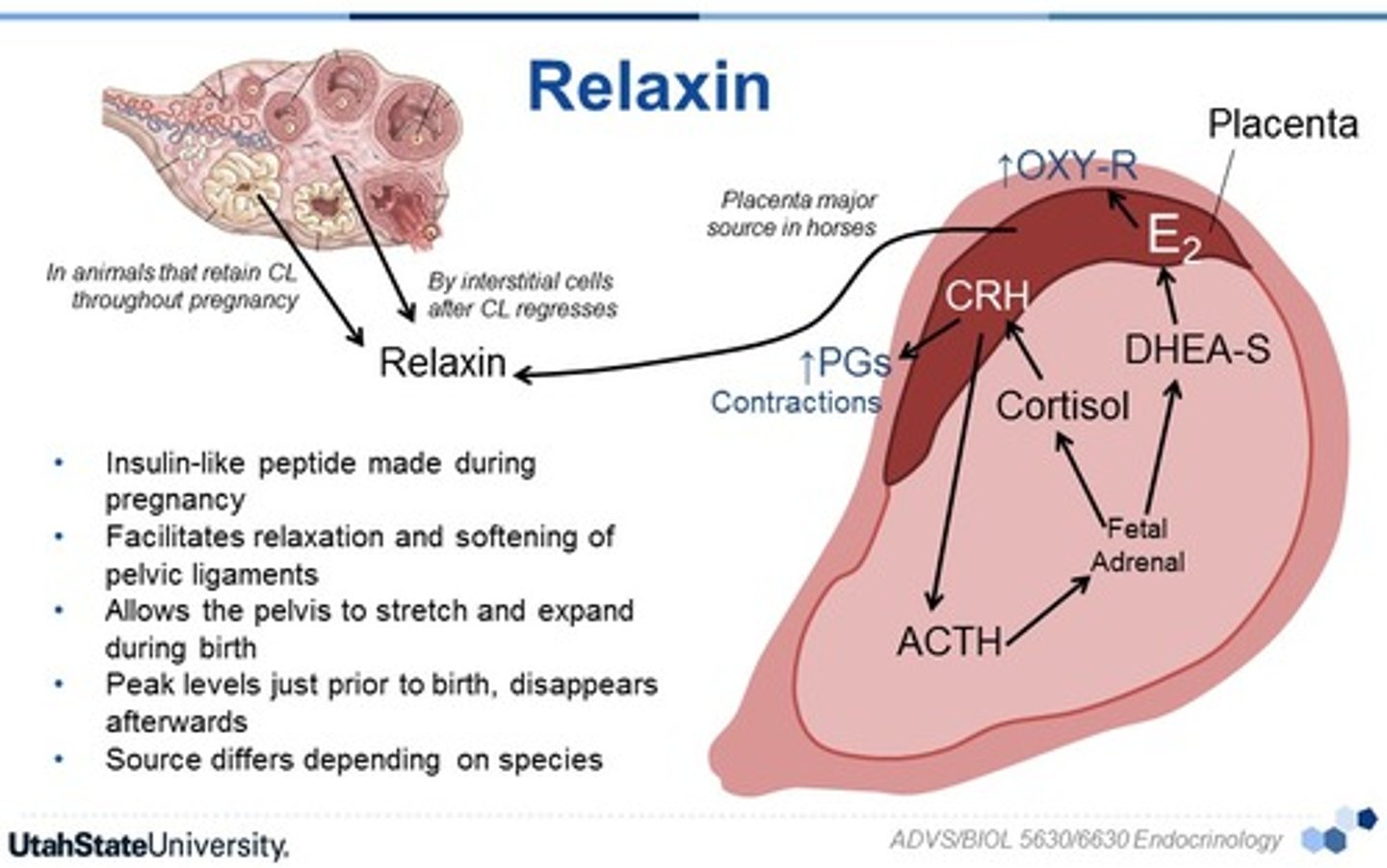 <p>hormone that increases the flexibility of the pubic symphysis during pregnancy</p>