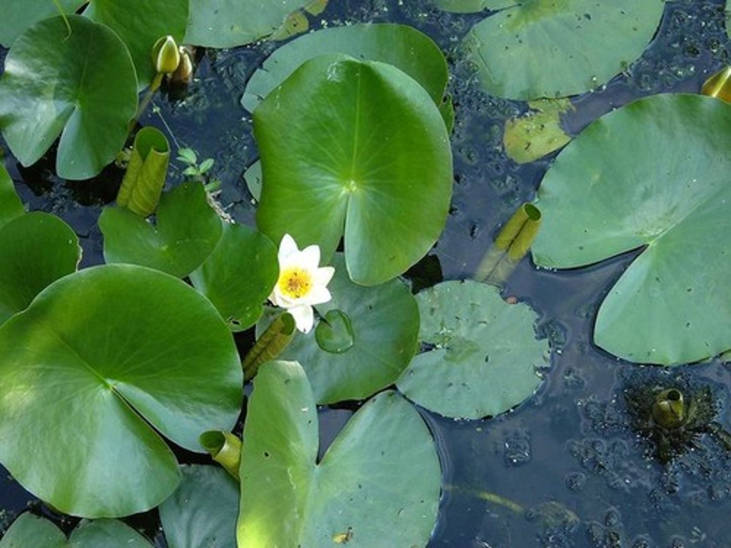 <p>Hydrophytic plants are adapted to wet environments, with features like thin/no cuticles, permanently open stomata, and large leaves for photosynthesis.</p>