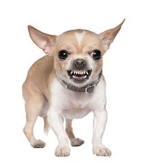 <p><strong>growl</strong> </p>