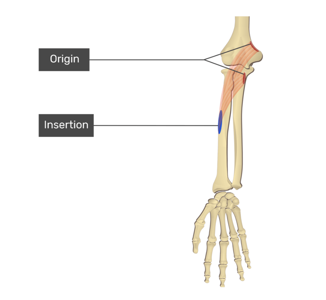 <p>pronator teres</p>