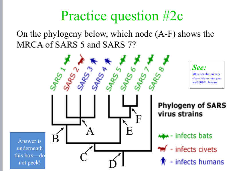 <p>Practice Question (MRCA) - On the phylogeny below, which node (A-F) shows the MRCA of SARS 5 and SARS 7?</p>