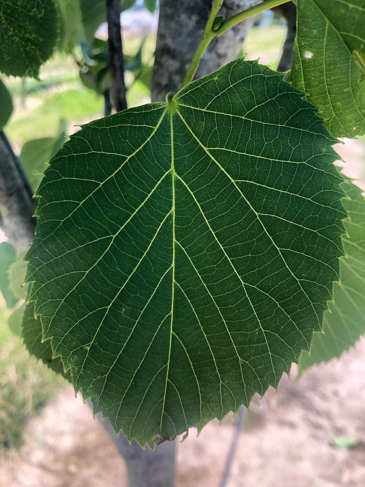 <p>American linden, basswood</p>