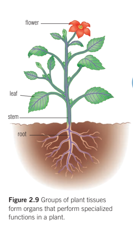 <p>the roots, the leaves, the stem, and the flower or fruit</p>