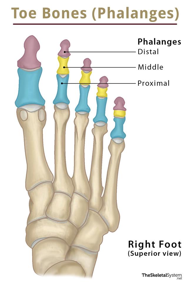 <p>Bones located at the tips of the toes.</p>