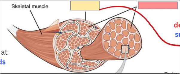 <p>band of connective tissue that <strong>envelops, separates, or binds muscles</strong></p>