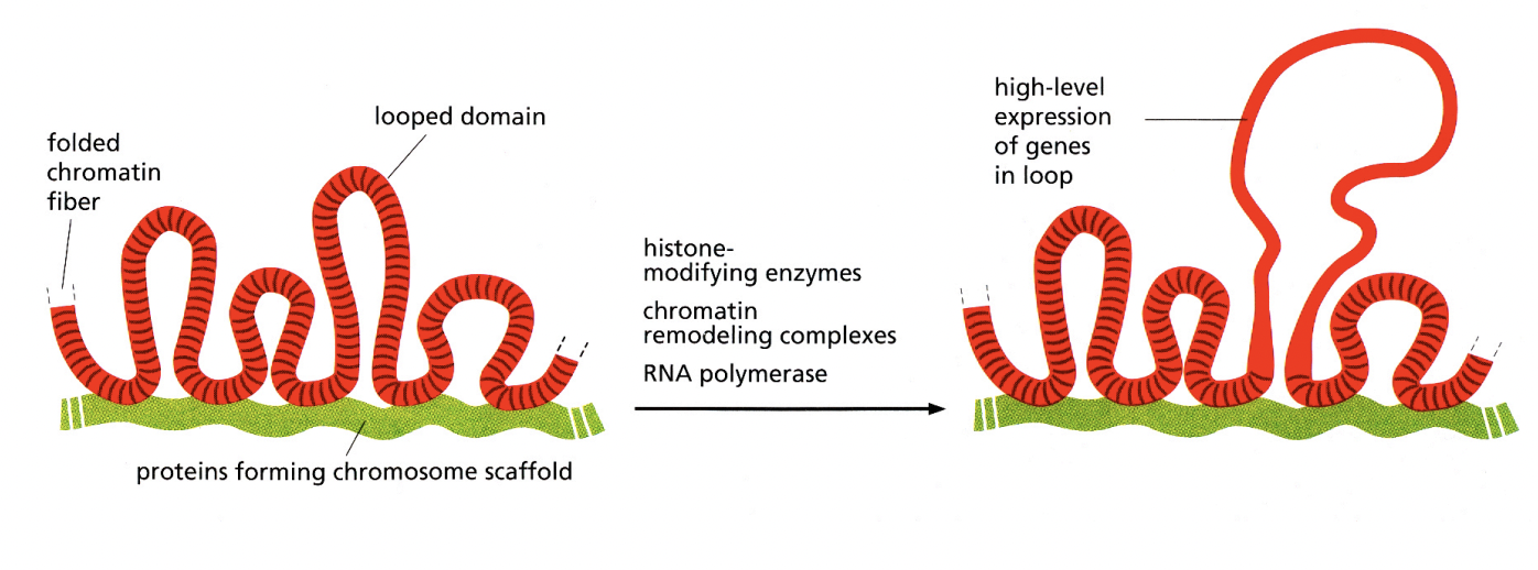 <ol><li><p>organisation is strictly sequence specific</p></li><li><p>individual decondensed loops can correspond to particular active genes</p></li></ol><p></p>