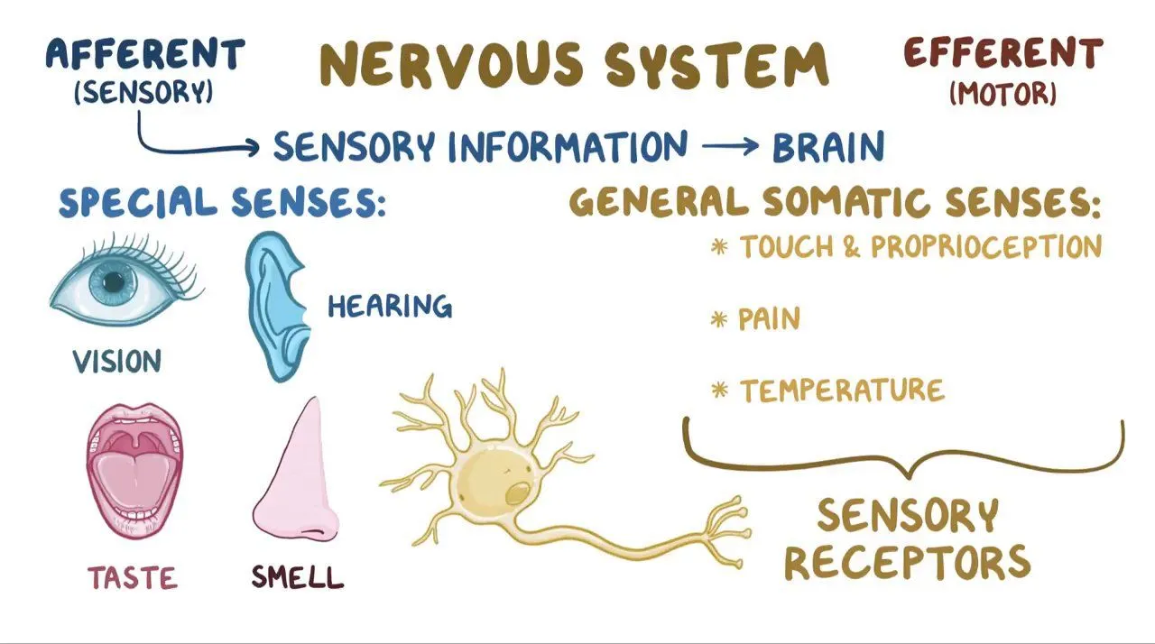 <p>motor and sensory</p><img src="https://knowt-user-attachments.s3.amazonaws.com/12876420-2b8b-45c6-a12e-a13c3a1be5eb.png" data-width="100%" data-align="center" alt="
"><p></p>