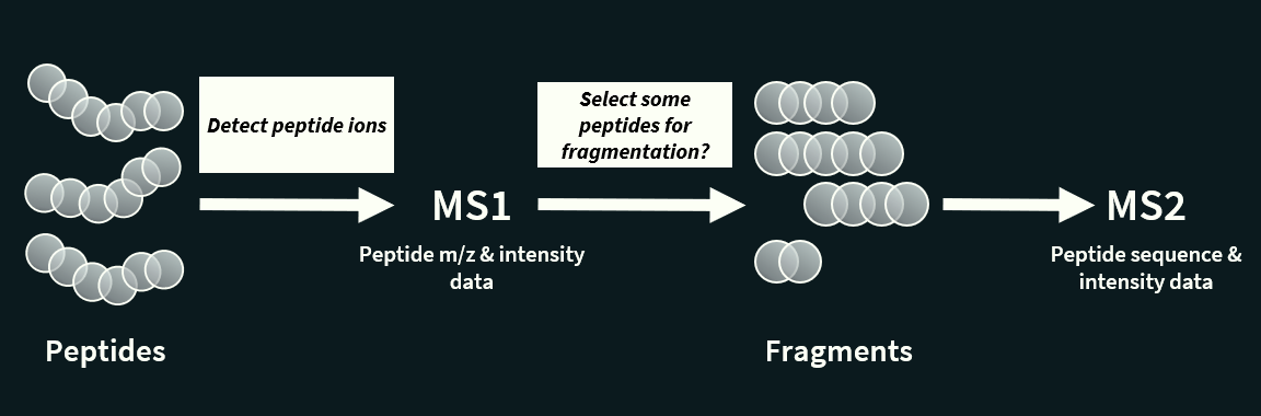 <p>Tandem mass spectrometry (MS/MS or MS²) is a an extension of mass spectrometry used to identify and characterize molecules, especially peptides and proteins, by fragmenting ions and analysing the pieces.</p><p>It involves two or more rounds of mass analysis:</p><ol><li><p><strong><u>First MS (MS1)</u></strong>: all peptides are analysed by the mass spectrometer one by one (thanks to the separation by LC) to detect their mass to charge ration.</p></li><li><p><strong><u>Fragmentation</u></strong>: Ions of a particular m/z coming from MS1 are selected to be split into smaller fragment ions. This is done in a collision cell, which <span style="color: red"><strong>breaks the peptides into</strong></span> <span style="color: red"><strong>predictable pieces</strong></span>.</p></li><li><p><strong><u>Second MS (MS2)</u></strong>: these fragments are introduced into the second mass spectrometer, which in turns separates the fragments by their m/z.</p></li></ol><p><span style="color: red"><strong>The fragmentation step makes it possible to identify and separate ions that have very similar m/z ratios in regular mass spectrometers.</strong></span></p><p></p>