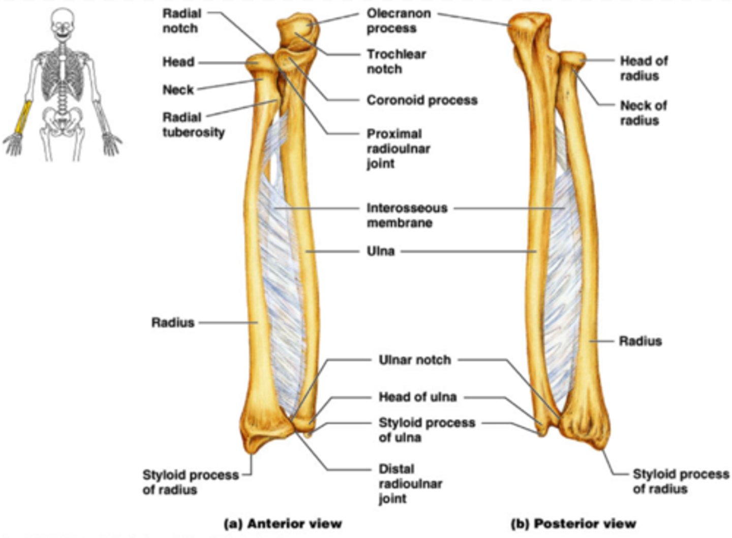 <p>1. Olecranon</p><p>2. Trochlear notch</p><p>3. Coronoid process</p><p>4. Head</p>