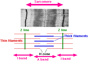<p>What are the significant bands on the Sarcomere? (2)</p>
