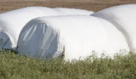 <p>Baleage, haylage, and silage are all forage that has been what? A variety of forages can be used for this, like grass, alfalfa, and corn, it includes different moisture contents, partially dried/chopped and then packed and sealed, establishes an anaerobic environment, decreases pH, and stops microbial activity.</p>
