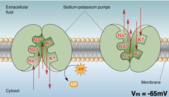 <ul><li><p>Each ATP moves 3 Na+ ions out and 2 K+ molecules in against their concentration gradients</p></li><li><p>A “resting” neuron has a high internal K+ concentration and low internal Na+ concentration </p></li><li><p>This concentration gradient is established and maintained by Na+/K+ pumps that are found along the neural membrane </p></li><li><p>These pumps use energy (ATP) to move Na+ ions out of the neuron and K+ ions into the neuron against their concentration gradient</p></li></ul><p></p>