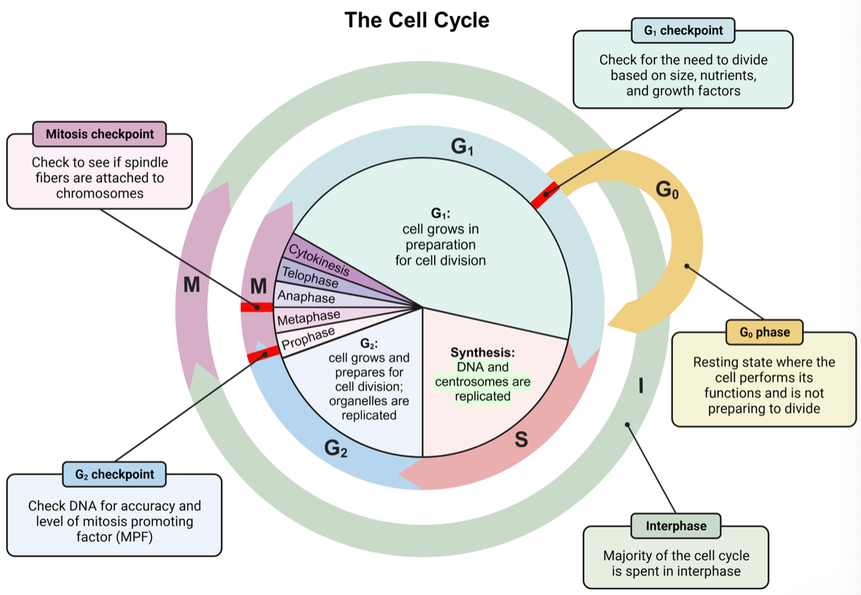 <p><strong>S phase | </strong>stage where DNA synthesis (or replication) occurs. centrosomes are also replicated in the S phase</p>