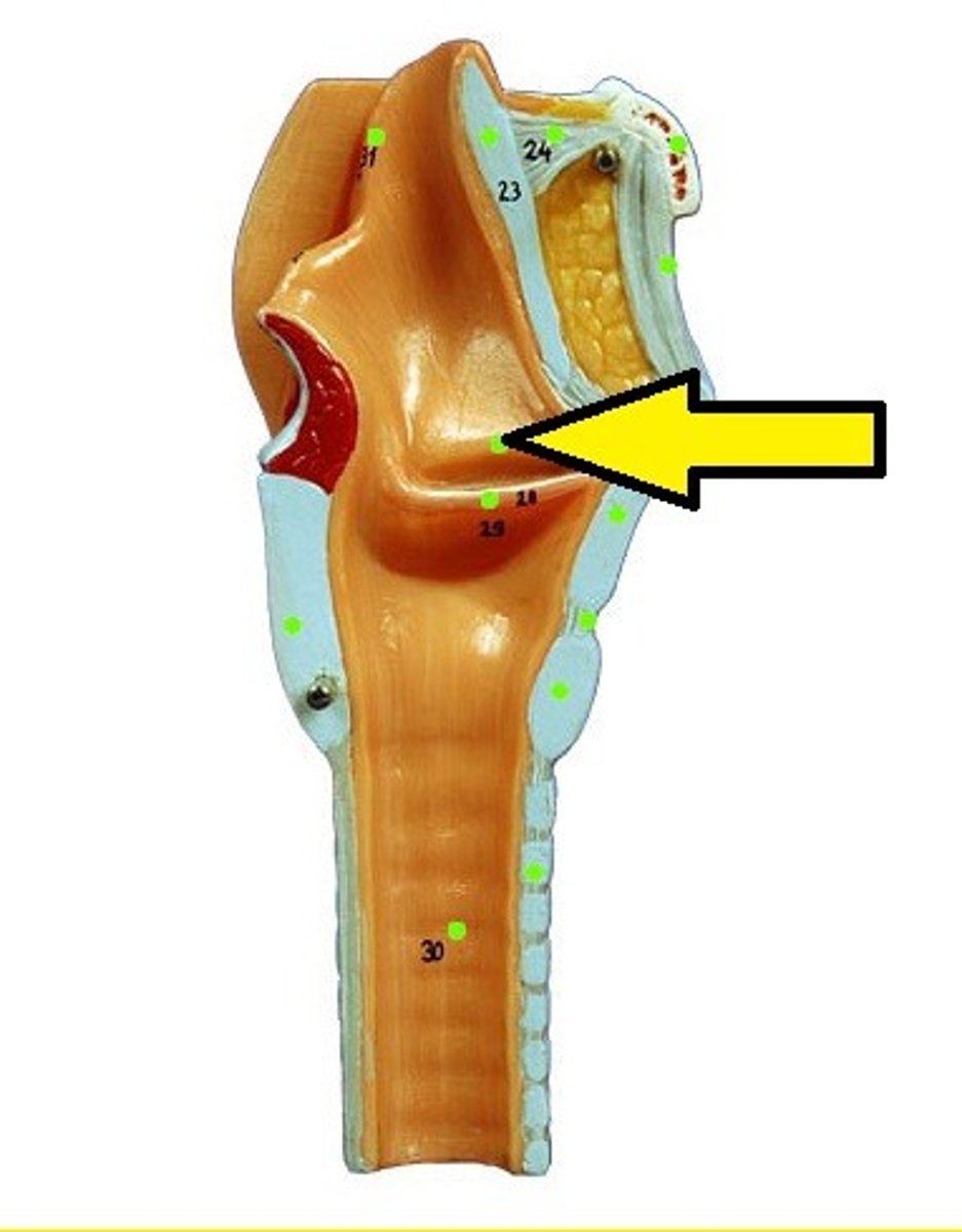 <p>false vocal cords</p><p>close the larynx off during swallowing</p><p>play no role in speech</p>