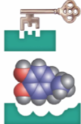 <p>Location along dendrites that uniquely recognizes a neurotransmitter</p>