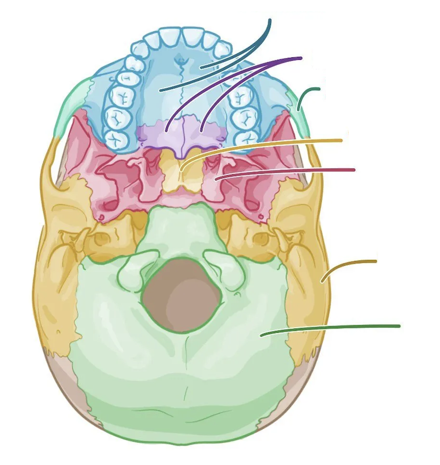 <p>what is the hole in the cranial base called ?</p>