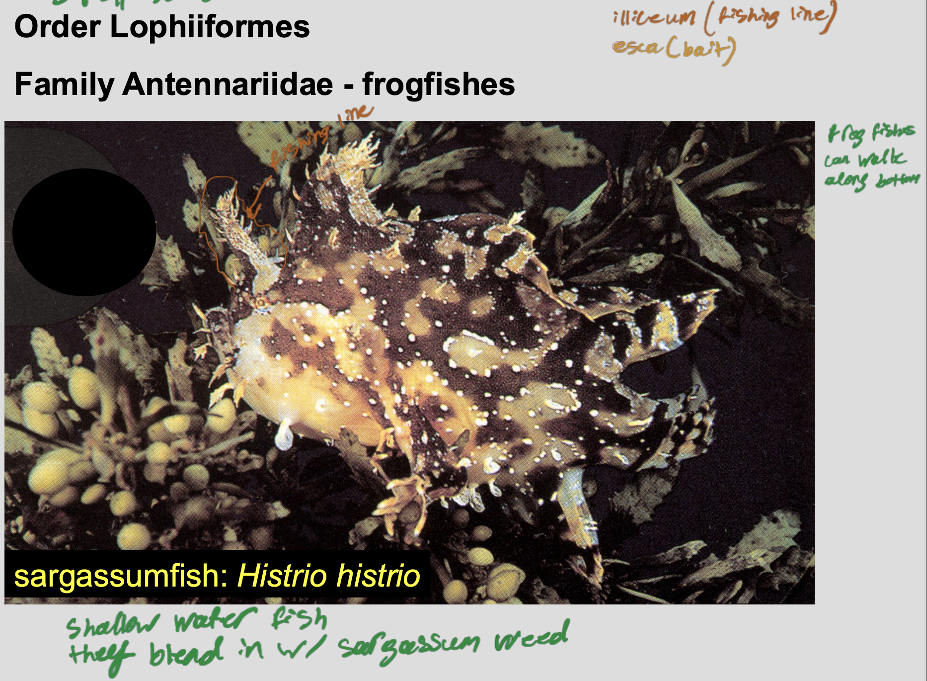 <p><strong>Order Lophiiformes (</strong>Anglerfishes , batfishes, and Frogfishes<strong>)</strong></p><p class="p1"><strong>Family Antennariidae </strong></p><ul><li><p class="p1">modified dorsal fin spine (illicium) acting as a “fishing rod” with a bait (esca) at the tip.</p></li><li><p class="p1">can walk along bottom</p></li><li><p class="p1">shallow water fish</p></li><li><p class="p1">Ex: sargassum (<em>Histrio</em> <em>Histrio</em>)</p></li></ul><p></p>