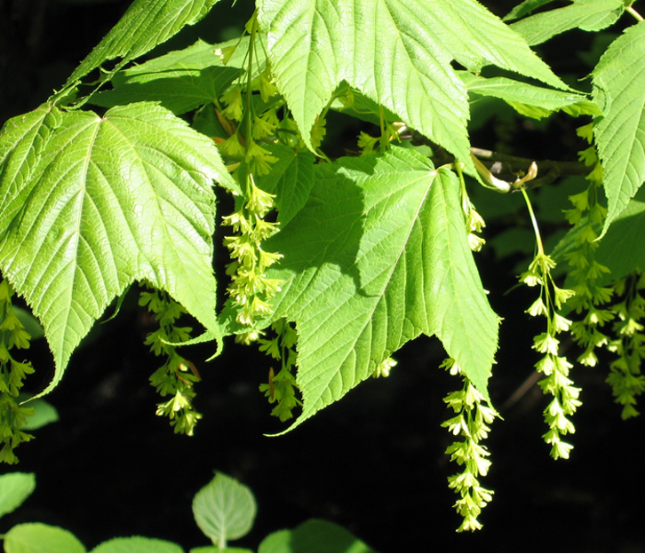 <p>maple: monocot or dicot?</p>