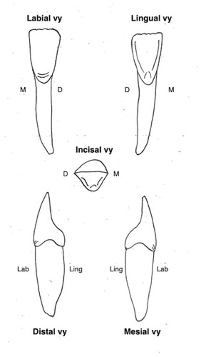 term image