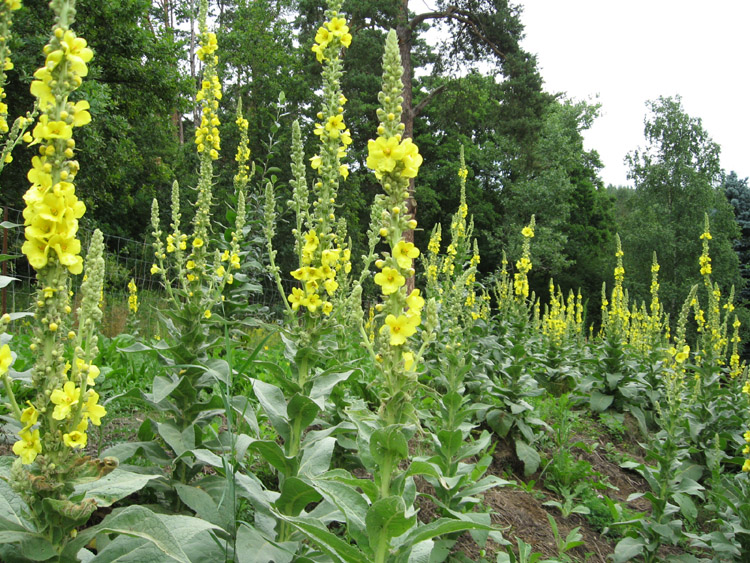 <p>Divizna velkokvětá</p>