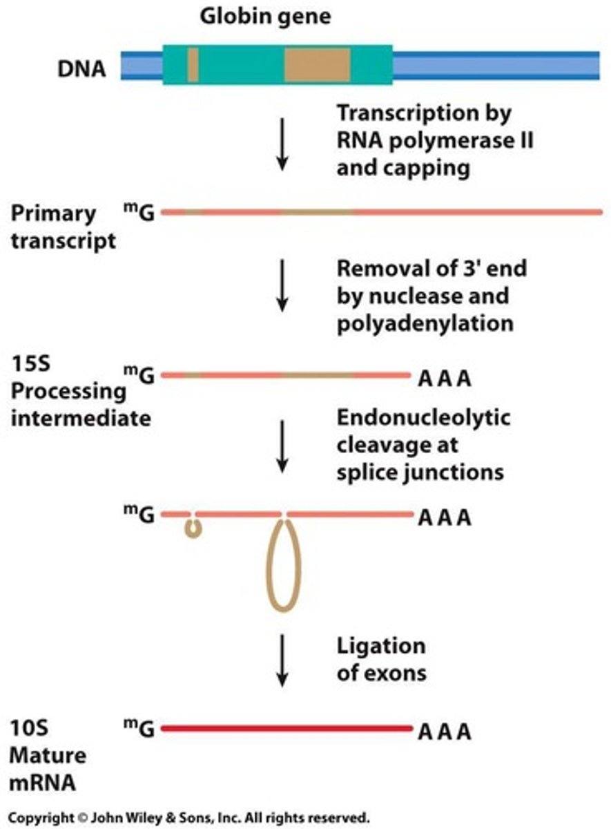 <p>Process of removing introns and joining exons to produce the mRNA.</p>