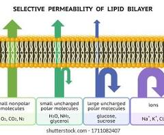 <p>Selectively permeable cell membrane</p>