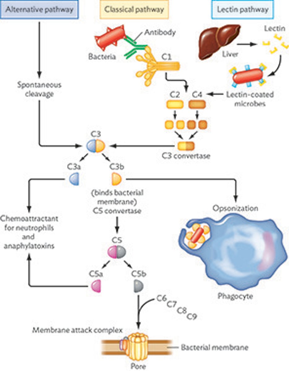 <p>do not use antibodies.</p><p>all pathways use C3 and end in either opsonization, inflammation, or cytolysis</p>