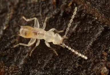 <p>Common name of order: Angel insects. Neopteran. Hemimetabolous.</p>