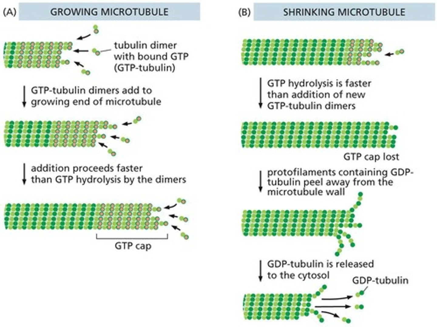 <p>GTP-bound tubulin dimers add to the plus end of microtubules, while hydrolysis to GDP destabilizes the interaction, leading to potential shrinkage.</p>