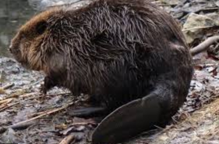 <p>zařaď živočicha do systému</p><p>Třída - řád - čeleď - druh čeština (latina)</p>