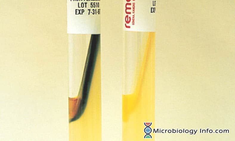 <p>Physiological/biochemcial</p>