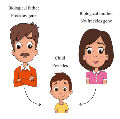 <p>Relating to traits or characteristics that are passed down from one generation to another through genetic information. </p>