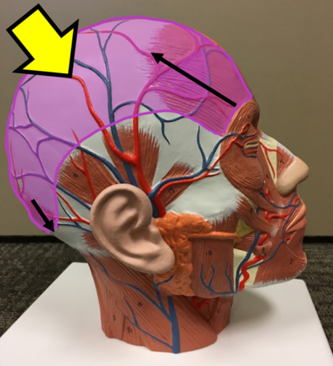 <p>Name the highlighted structure.</p>