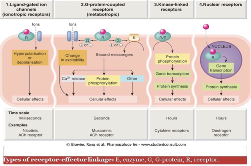 <p>Receptors that open or close ion channels in response to ligand binding (e.g., acetylcholine, serotonin, GABA, glutamate).</p>