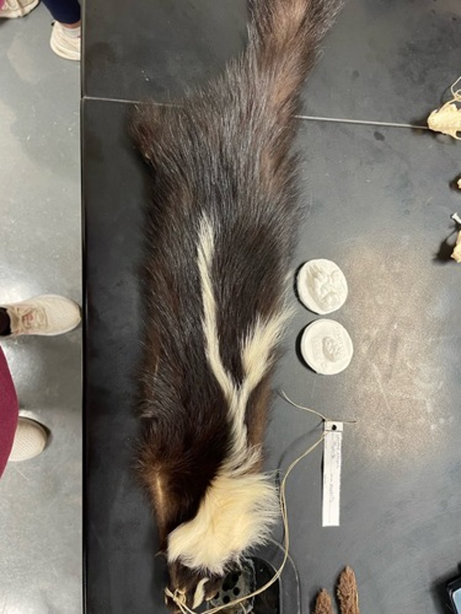 <p>Family: Mephitidae</p><p>Genus & Species: Mephitis mephitis</p>