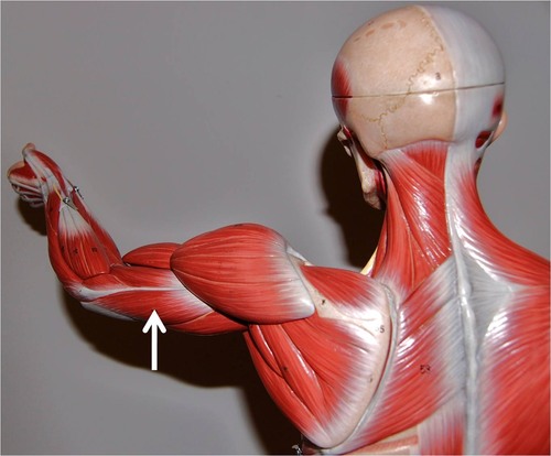 <p>posterior upper arm, forearm extension</p>
